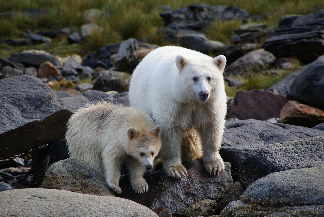 A white adult Kermode bear, also known as a spirit bear, stands on rocky terrain next to a lighter-colored cub. They are surrounded by grass and large boulders in a coastal environment in British Columbia, Canada.
